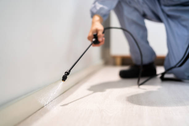 Licensed Ant Control service in Sandpoint, ID - Show Me Pest Control